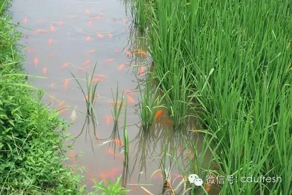 当下最流行的稻田养殖模式设计的要点