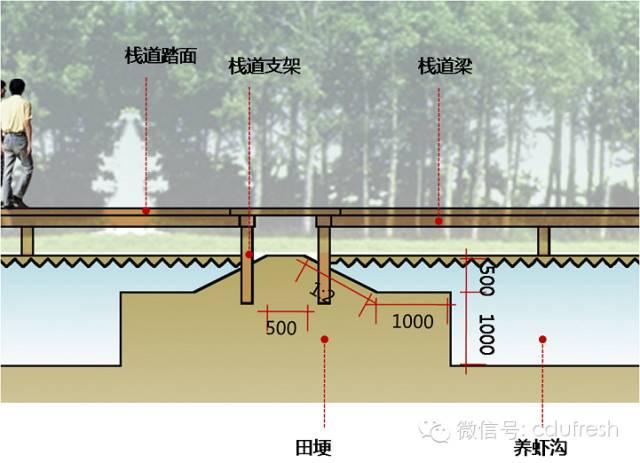 当下最流行的稻田养殖模式设计的要点