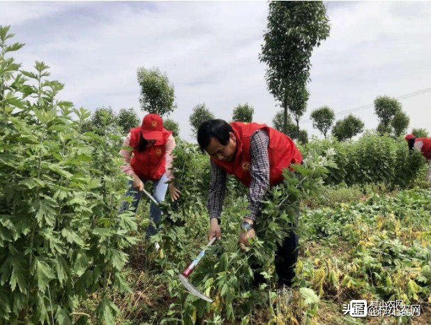 致富经项目_致富项目加工办厂_室内种植致富项目