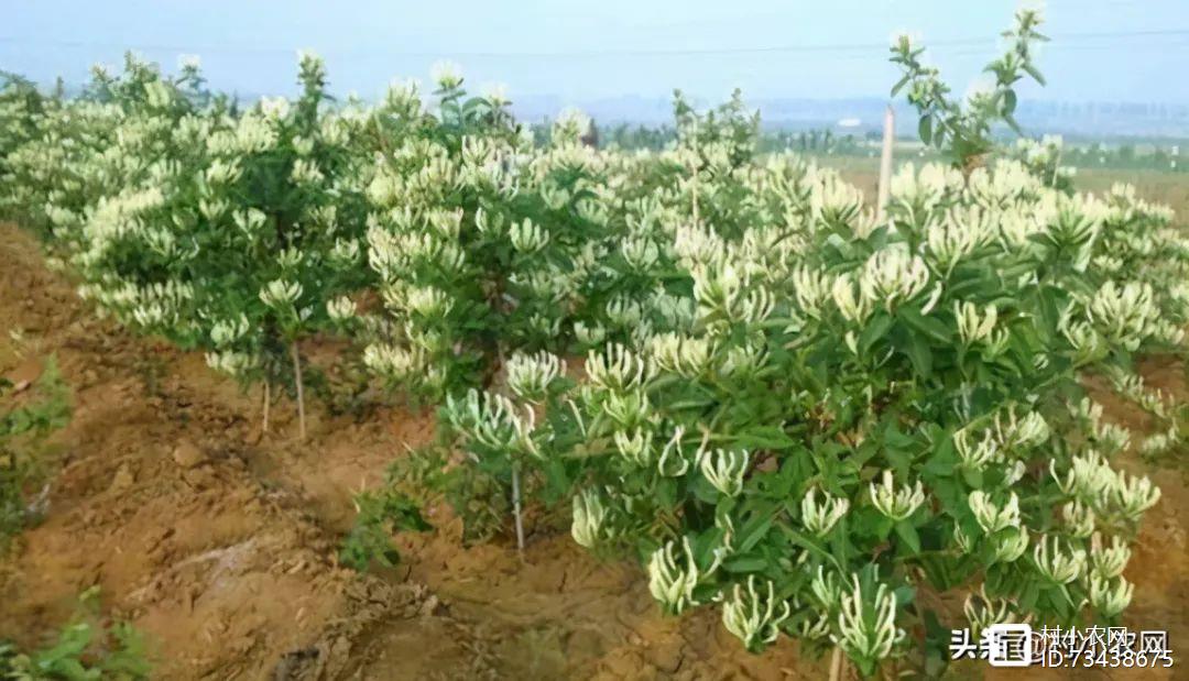 致富经项目_致富项目加工办厂_室内种植致富项目