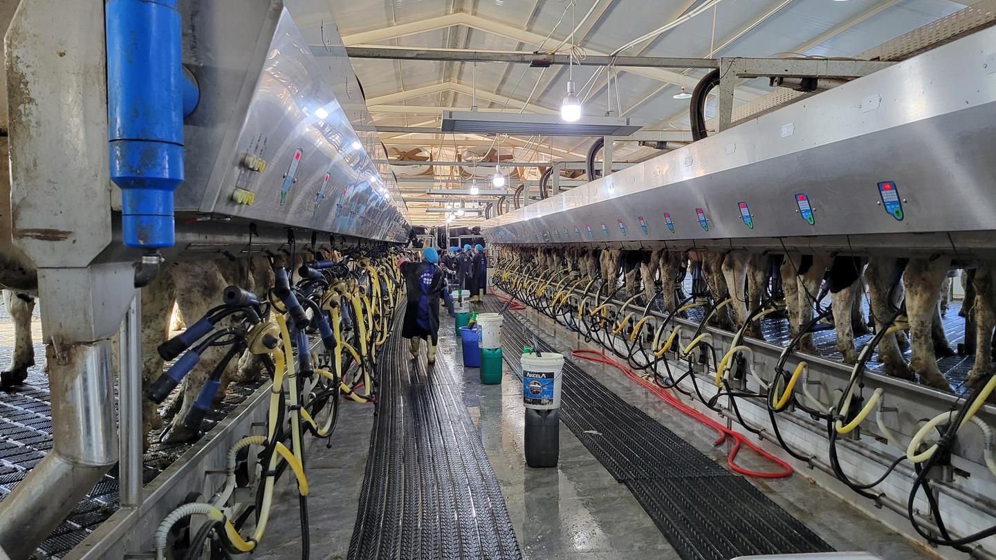 致富项目加工办厂_致富项目农村_致富经项目