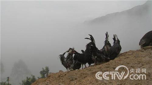 [致富经]放弃一夜暴富的念想之后(20160118)