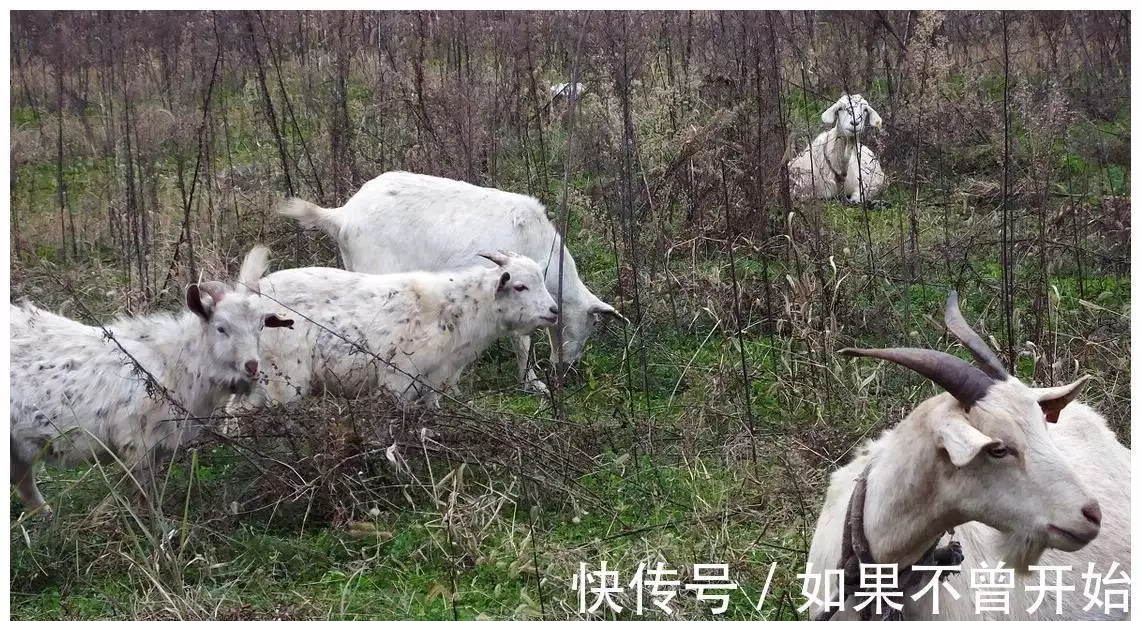 致富项目农村_致富项目小本生意_致富经项目