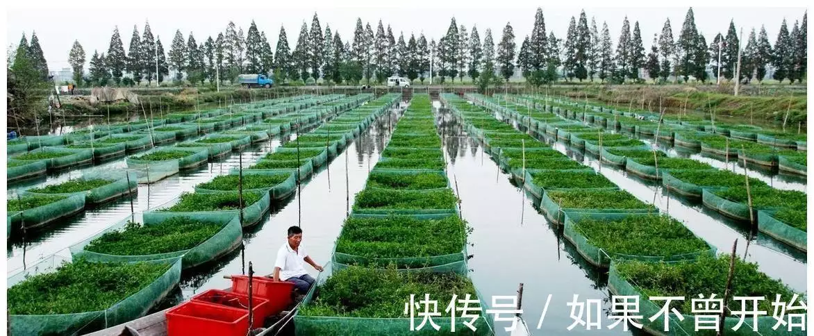 致富项目农村_致富经项目_致富项目小本生意