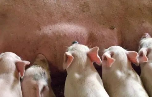 致富养殖场_致富养殖蝎子_养殖致富经