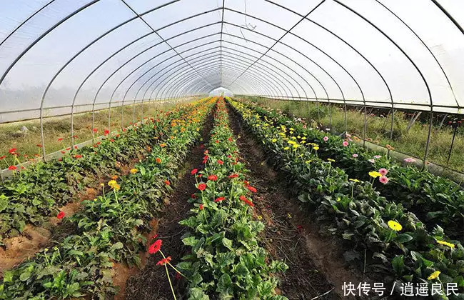 2020年农村有哪些致富好项目？未来农村这类人将成主流，抢先看 ​