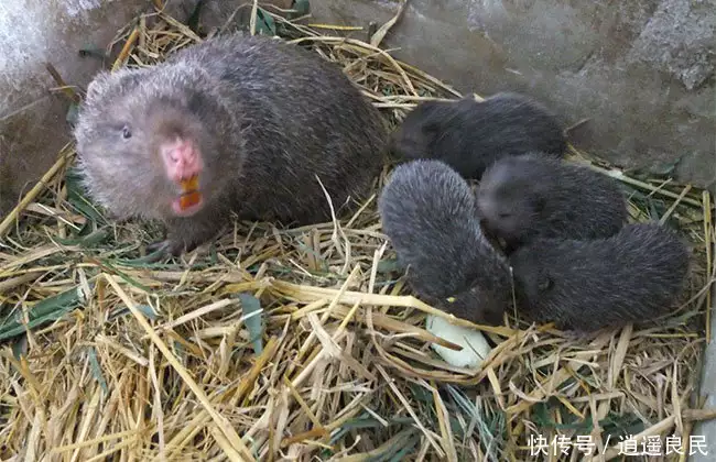 致富项目商机_致富项目加工办厂_致富经项目