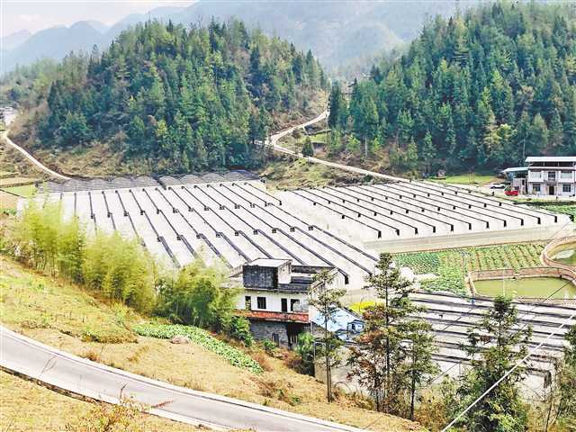 致富牛人_致富牛人四川乡村_致富经牛