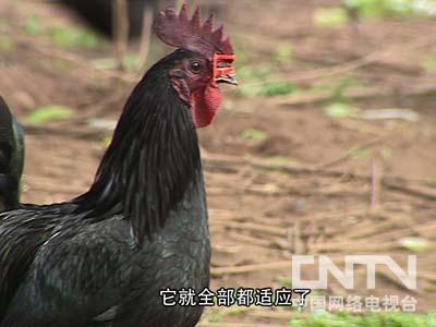 养驴致富故事_致富经养_农村养什么致富