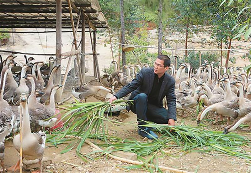 致富经鹅养殖技术视频_三农致富养鹅视频_致富经养鹅视频
