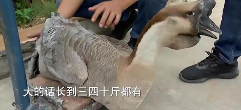 三农致富养鹅视频_致富经养鹅视频_致富经鹅养殖技术视频