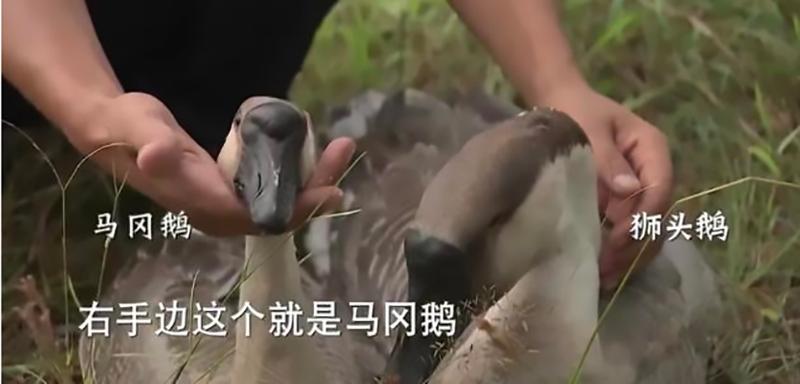 三农致富养鹅视频_致富经养鹅视频_致富经鹅养殖技术视频