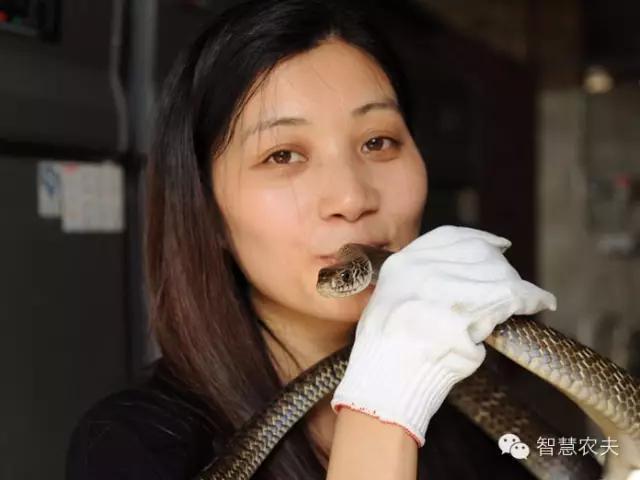 养毒蛇年入百万，这个不要命的生意，你敢干吗？