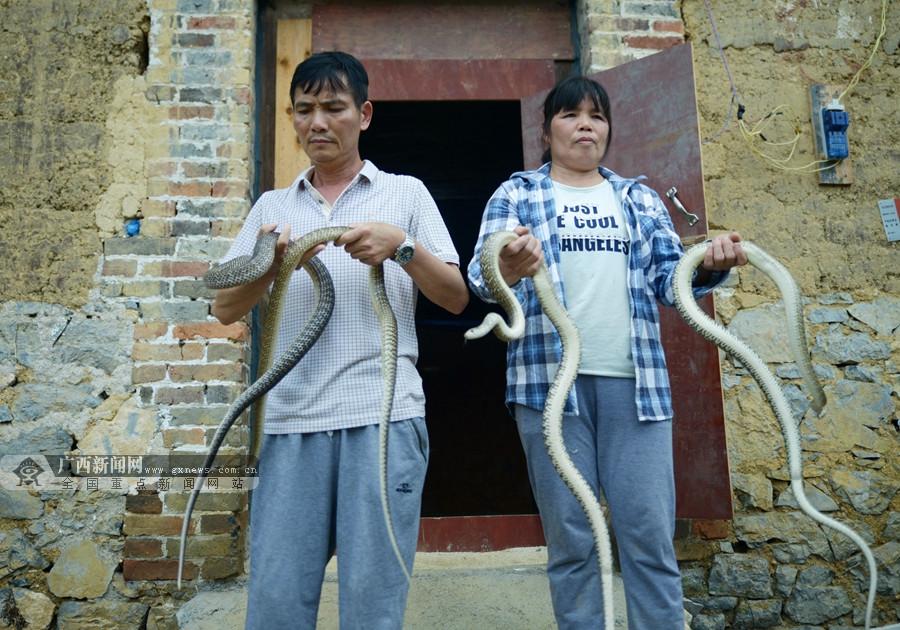 养蛇致富女蛇毒44亿_致富经养肉蛇_致富经养蛇