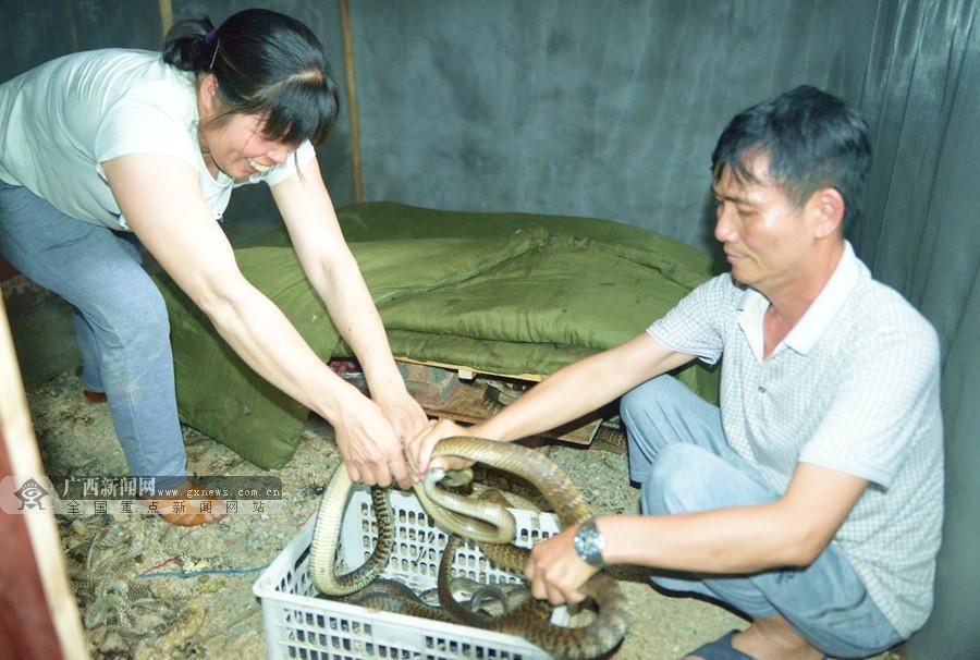 养蛇致富女蛇毒44亿_致富经养蛇_致富经养肉蛇
