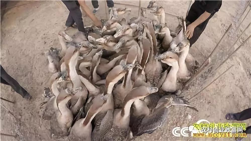致富经养鹅视频_养鹅致富经视频_养殖鹅的视频