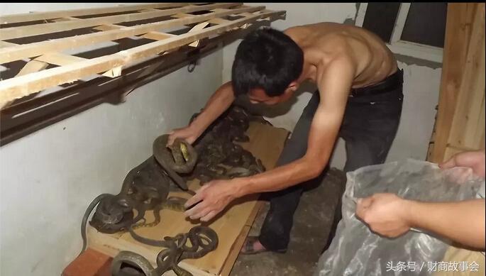 养蛇致富女蛇毒44亿_致富经养肉蛇_养蛇致富经