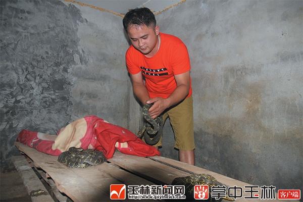 养蛇致富女蛇毒44亿_致富经蟒蛇养殖_养蛇致富经