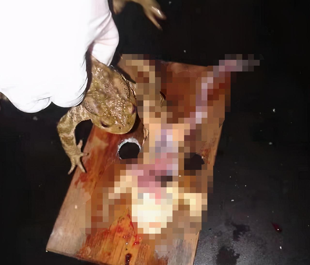 致富经养蛇_致富经养蛇视频大全_致富经养肉蛇