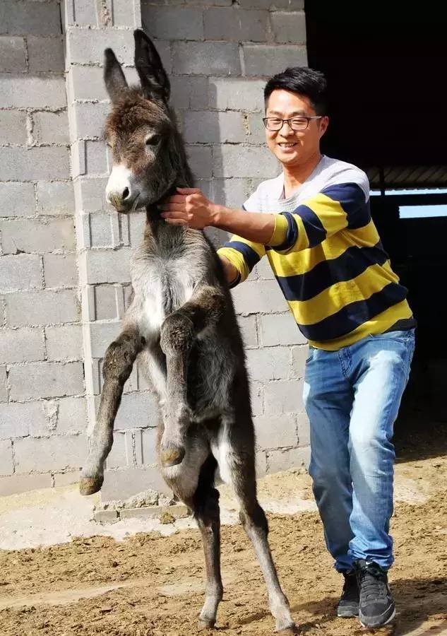 养驴致富经_致富经养驴_养驴的效益