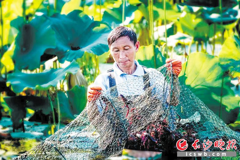 一“虾”激活万亩塘 望城区荷塘小龙虾扮靓乡景致富农户