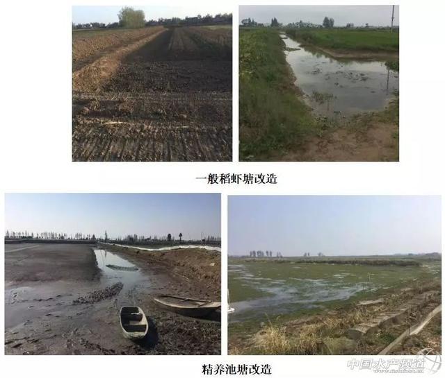 致富经养殖小龙虾_致富经龙虾养殖_致富经小龙虾养殖
