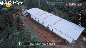养鸡致富经_致富养鸡好段_致富项目养鸡