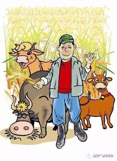 致富养牛创业视频_致富经养牛视频_农业节目致富经养牛视频