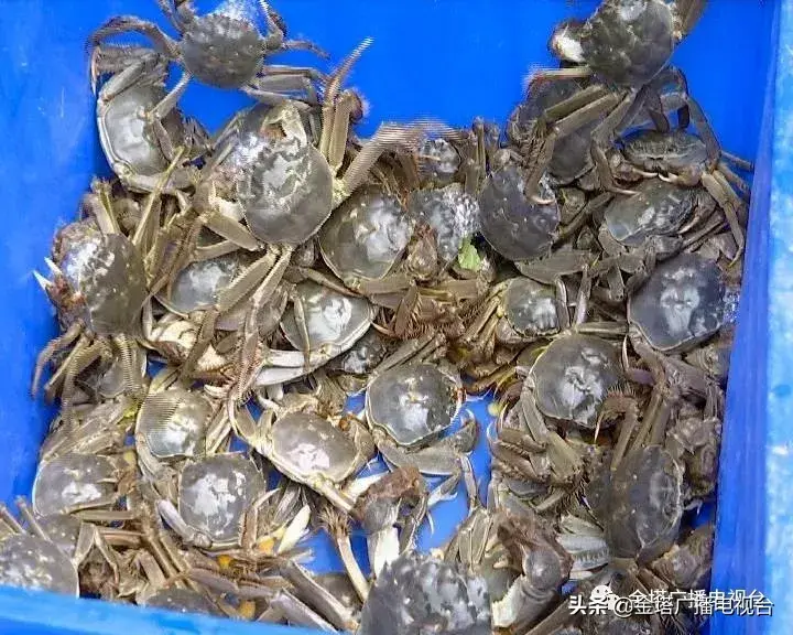致富经养殖小龙虾_致富经龙虾养殖技术视频_致富龙虾养殖小视频大全