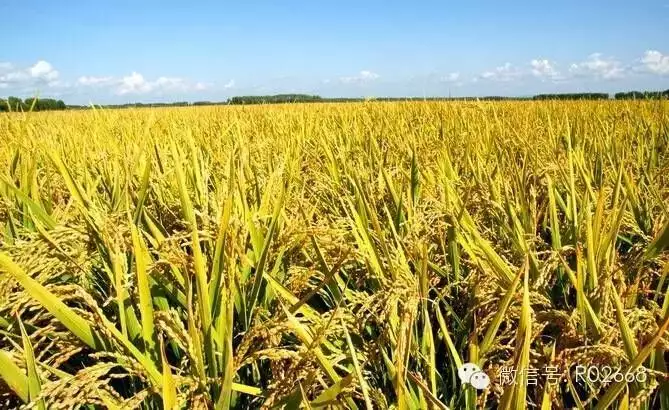 优质粮食工程典型经验交流_优质粮食工程总结_粮食产业发展典型经验材料
