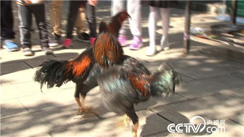[致富经]深山密林养斗鸡 如何带来上亿元订单？ 20190311