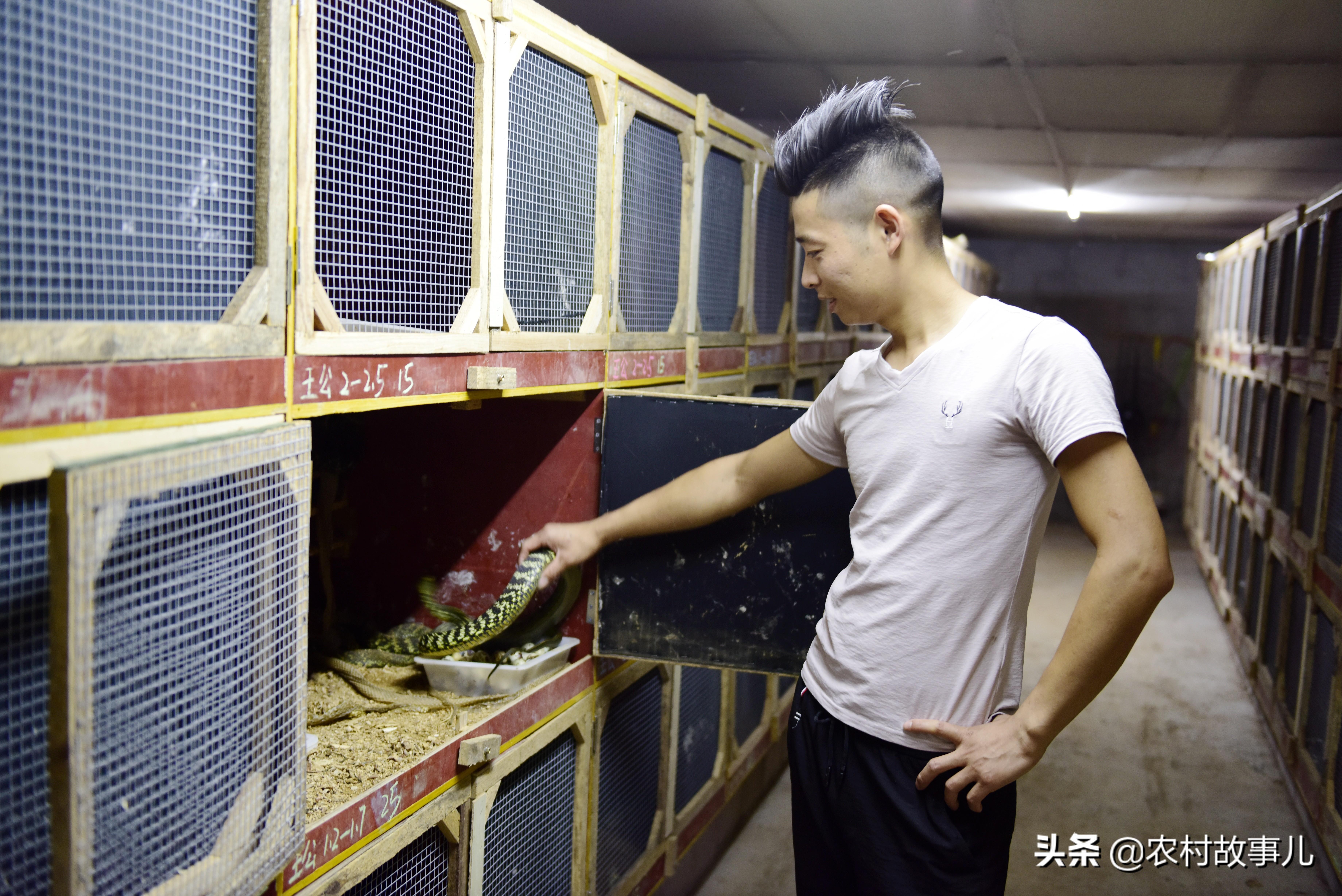 养蛇致富经_致富经养殖毒蛇视频_致富经养肉蛇