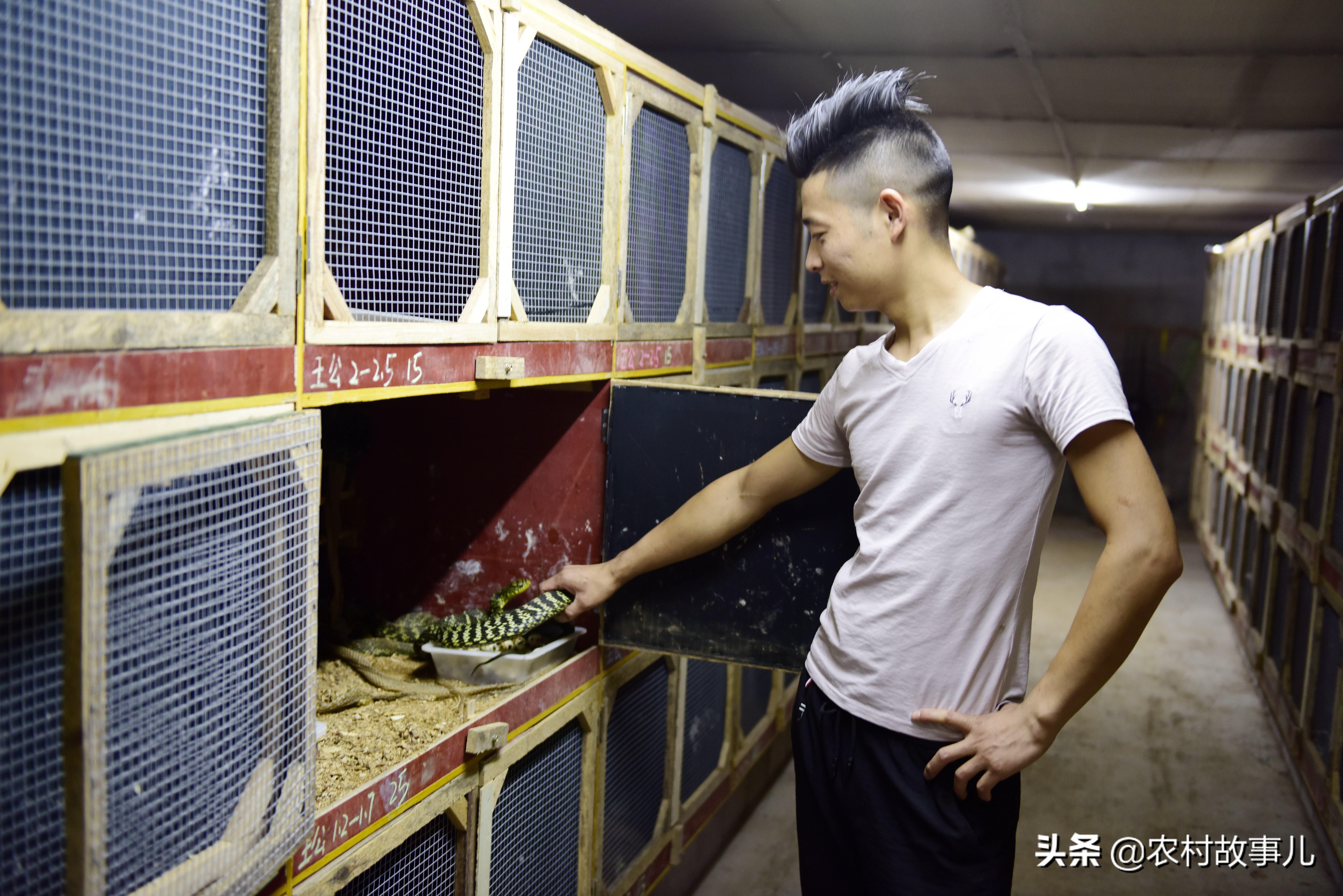 致富经养肉蛇_致富经养殖毒蛇视频_养蛇致富经