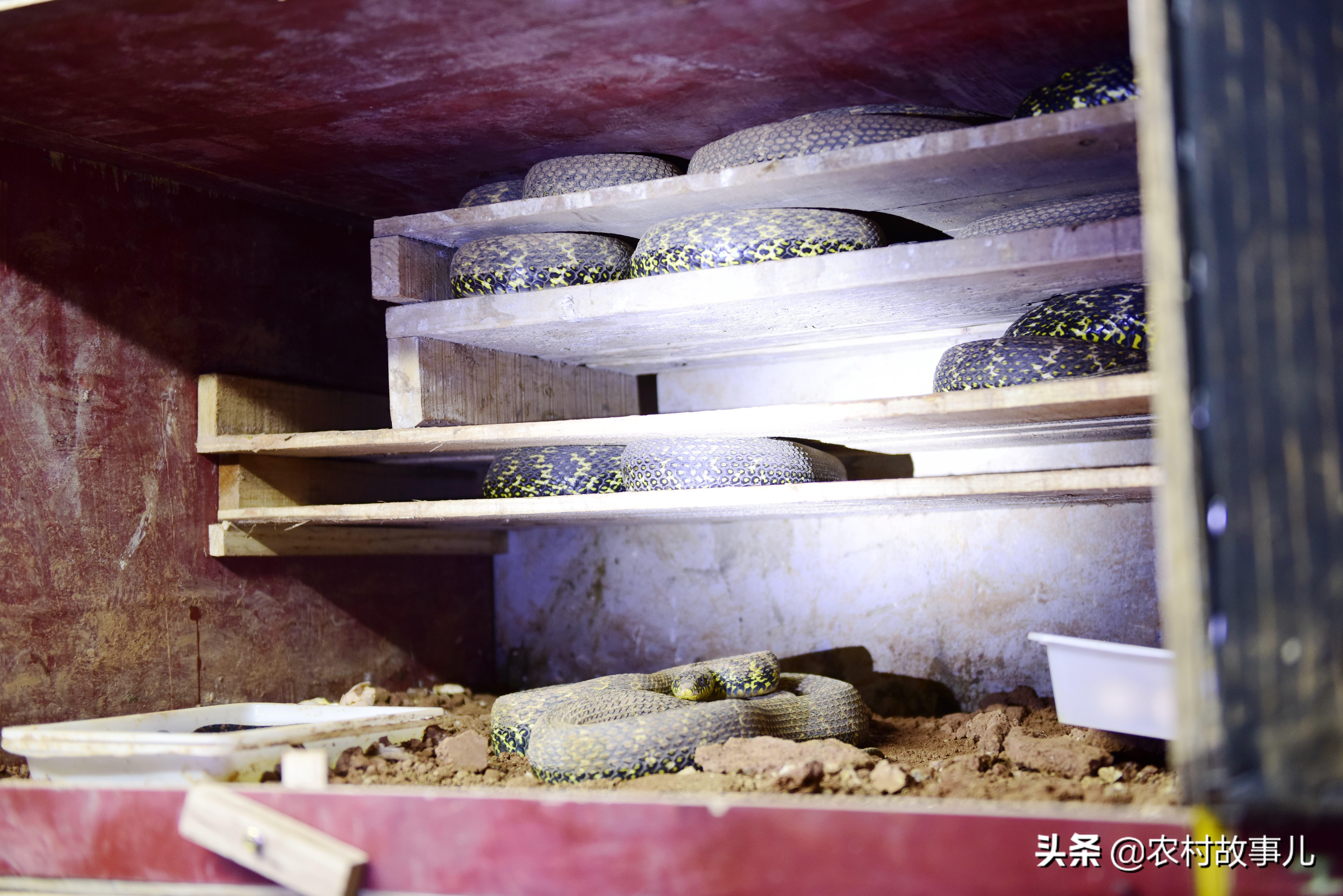 致富经养肉蛇_致富经养殖毒蛇视频_养蛇致富经