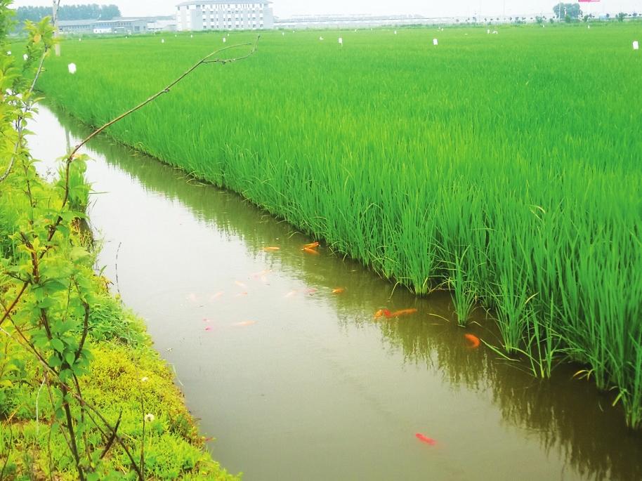 致富经室内养虾视频_致富经养虾_致富经养河虾