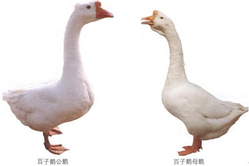 百子鹅
