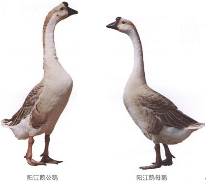 阳江鹅（黄鬃鹅）