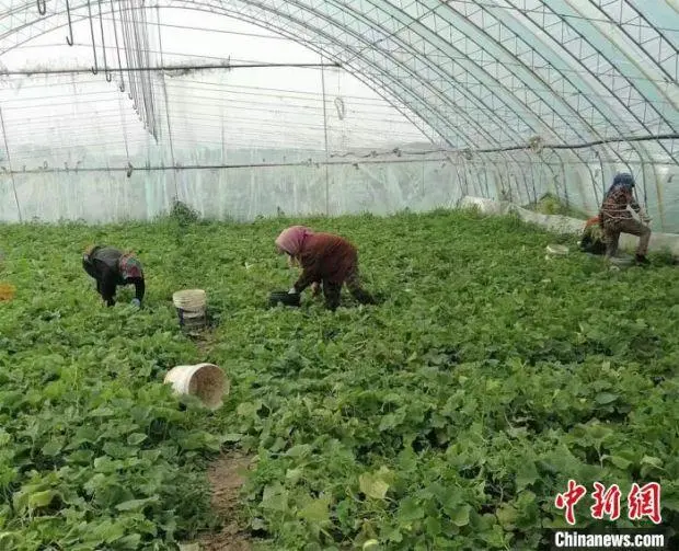 致富经_致富经一亩地赚40万_致富经2017