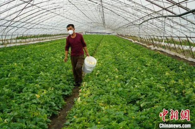 致富经2017_致富经一亩地赚40万_致富经