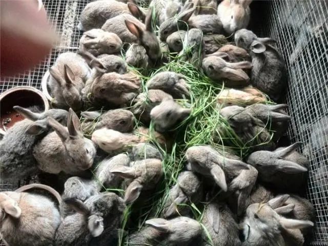 致富养殖蝎子_致富养殖业_致富经养殖