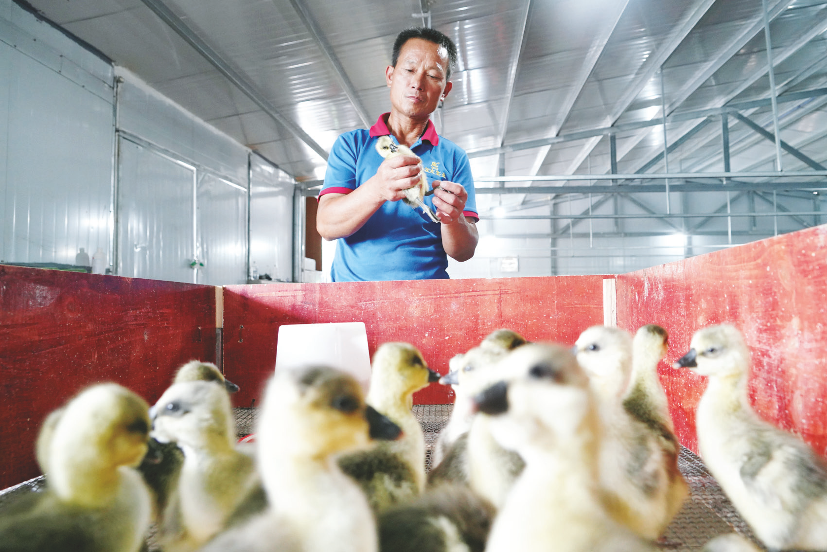     在肉鹅养殖基地内，工作人员检查雏鹅生长情况。    本报记者叶子榕 摄