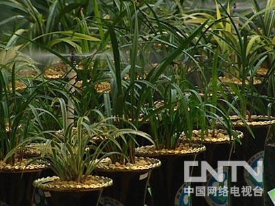 [致富经]兰花疯狂交易的背后(2011.1.3)
