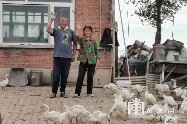 养殖鹅的视频_致富经鹅养殖技术视频_致富经养鹅视频