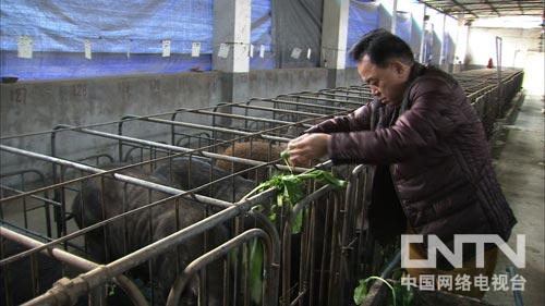 致富三农养鸡视频_三农致富经_致富三农种植