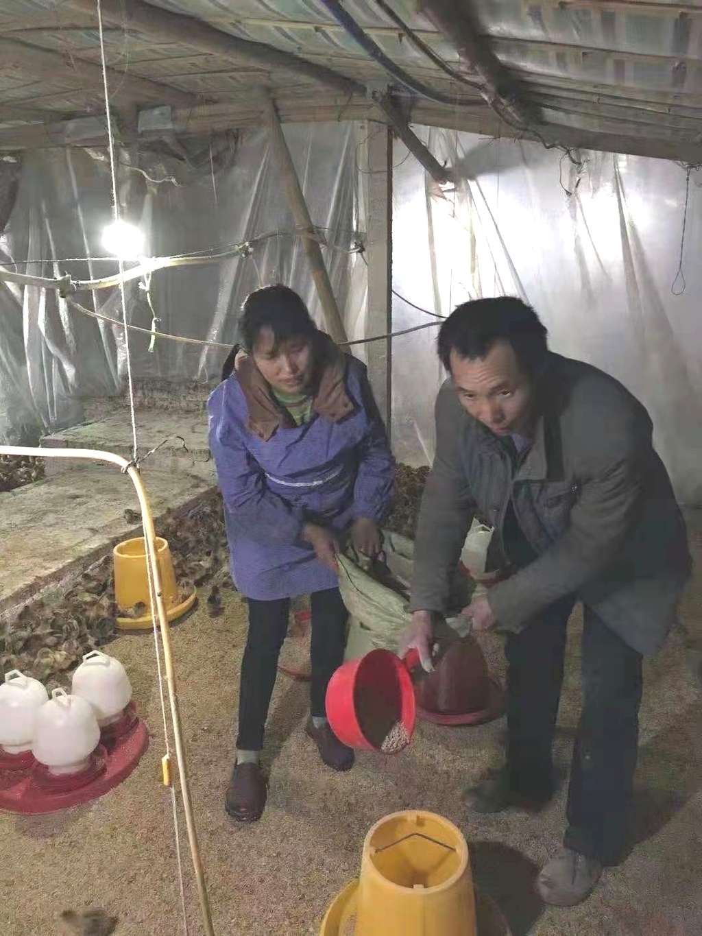 致富养鸡视频_致富养鸡好段_致富经养鸡