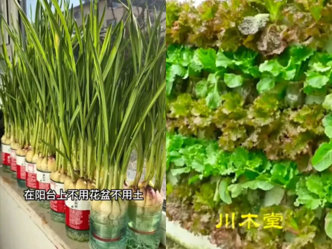 致富养鱼视频_致富经养鱼一年多赚1000万_养鱼致富经