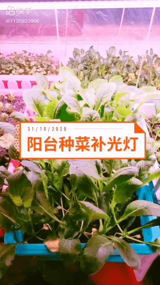 致富经养鱼一年多赚1000万_养鱼致富经_致富养鱼视频