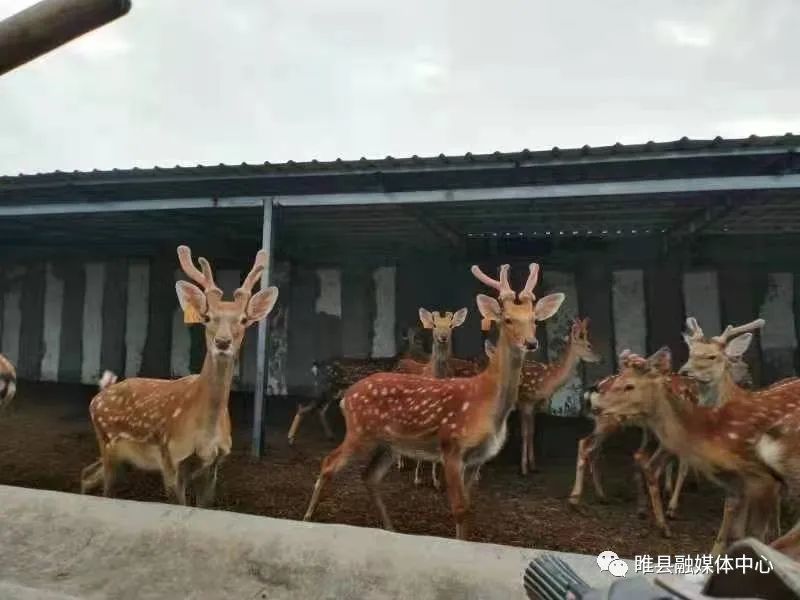 致富养殖蝎子_致富养殖业_养殖致富经
