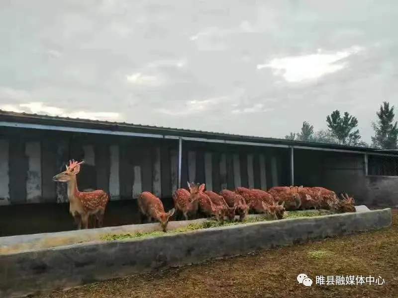 致富养殖蝎子_致富养殖业_养殖致富经