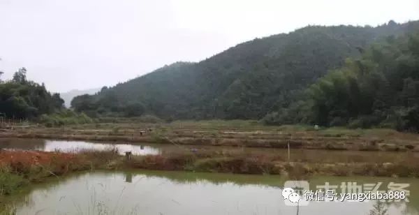 致富虾真的_致富经虾_炒虾尾的虾是什么虾